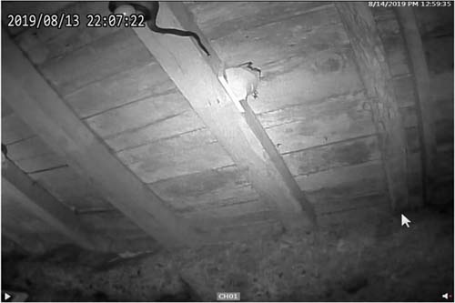 Black rat snake approaching barn swallow nest